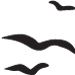 birds